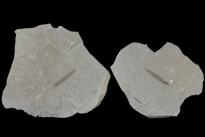 Pennsylvanian Fossil Lycopsid Bract (Pos/Neg) - Kentucky #176783